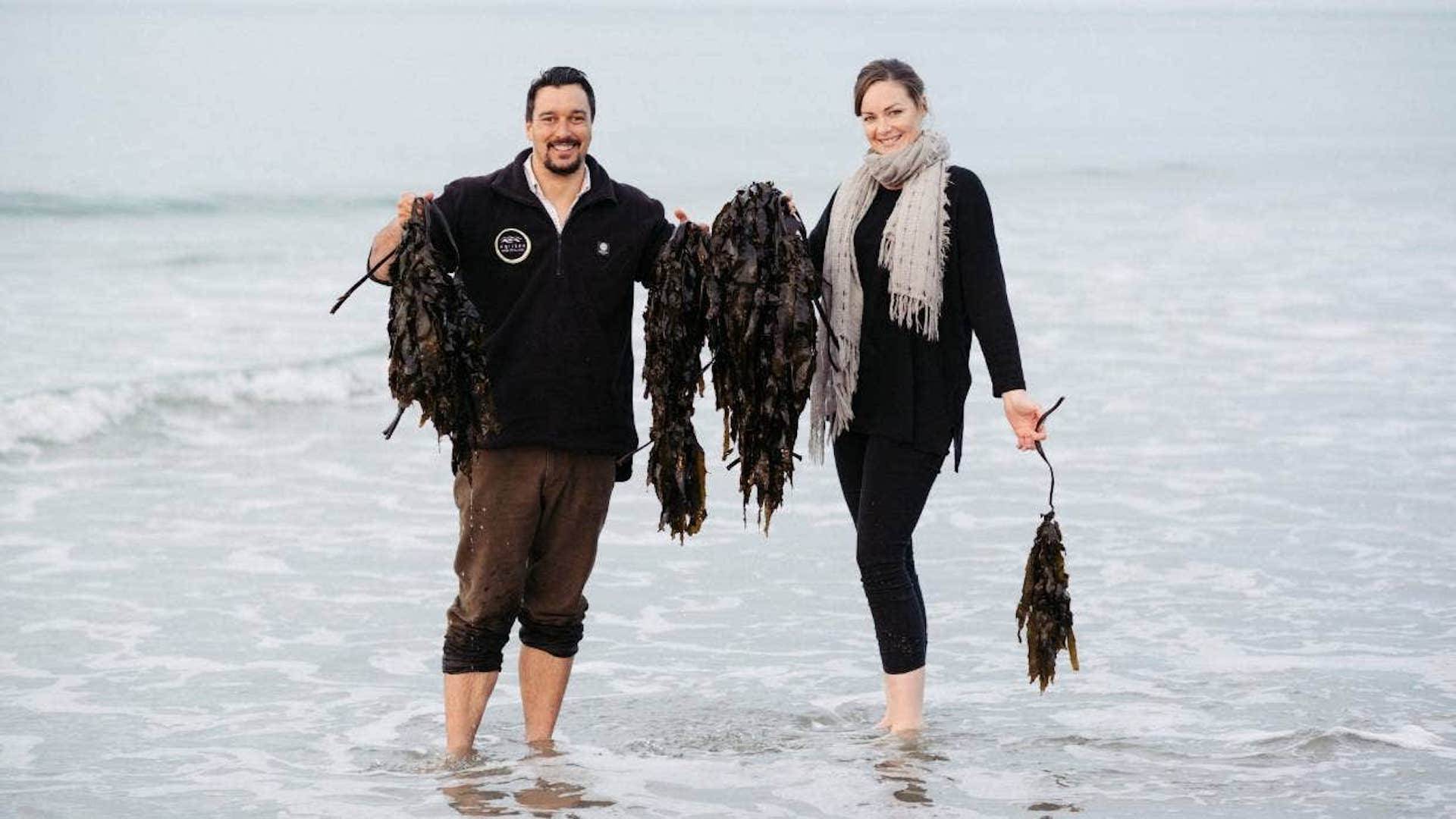 Seaweed to Improve the Soil – a New Zealand Success Story